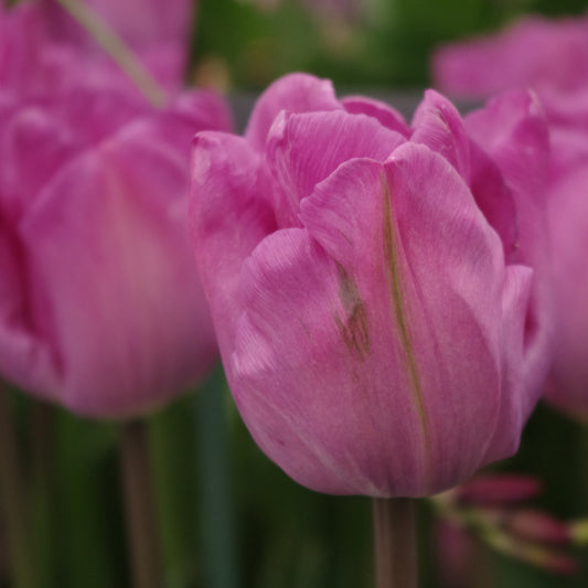 Nahaufnahme der Weijers Tulipa 'Bleu Aimable', einer einfachen späten Tulpe, die ihre leuchtend rosa Blütenblätter in voller Blüte vor einem sanft unscharfen Hintergrund aus Tulpen und grünem Laub präsentiert. Atemberaubende Blütezeit im Mai.