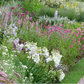 Ein üppiges Gartenbeet mit leuchtenden Blüten in Weiß, Rosa, Violett und Gelb grenzt an einen gepflegten Rasen und einen Kiesweg und illustriert perfekt die fachkundige Gartenplanung in Blütenpracht | Der Weg zum Traumgarten vom Callwey Verlag.