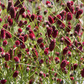 An schlanken, grünen Stielen blühen kleine, dunkelrote, ovale Blüten in Büscheln. "Blütenpracht | Der Weg zum Traumgarten" von Modeste Herwig (Callwey Verlag) inspiriert zu lebendigen Beetpflanzen-Arrangements für eine atemberaubende Gartenplanung.