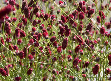 An schlanken, grünen Stielen blühen kleine, dunkelrote, ovale Blüten in Büscheln. "Blütenpracht | Der Weg zum Traumgarten" von Modeste Herwig (Callwey Verlag) inspiriert zu lebendigen Beetpflanzen-Arrangements für eine atemberaubende Gartenplanung.