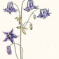 Aus "Blumenpracht und Blütenzauber | Die schönsten botanischen Illustrationen" vom Thorbecke Verlag: Ein botanisches Kunstwerk zeigt eine Akelei mit zartvioletten, glockenförmigen Blüten und grünen Blättern an schlanken Stängeln.