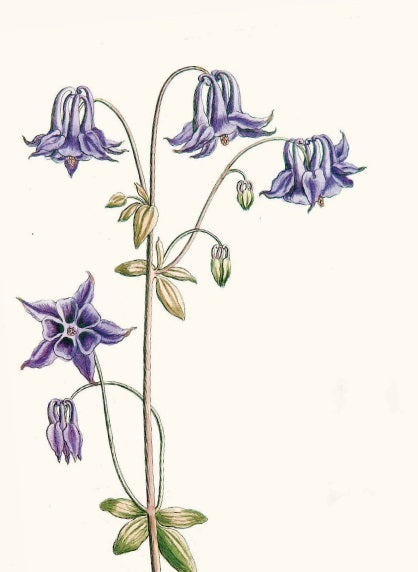 Aus "Blumenpracht und Blütenzauber | Die schönsten botanischen Illustrationen" vom Thorbecke Verlag: Ein botanisches Kunstwerk zeigt eine Akelei mit zartvioletten, glockenförmigen Blüten und grünen Blättern an schlanken Stängeln.