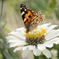 Eine inspirierende Szene für die Gartenplanung: Ein leuchtender Schmetterling auf einer weißen Blüte, wie er in "Blütenpracht | Der Weg zum Traumgarten" von Modeste Herwig, Callwey Verlag, zu sehen ist - eine perfekte Quelle für Beetpflanzen-Ideen inmitten von üppigem Grün.