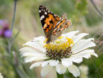 Eine inspirierende Szene für die Gartenplanung: Ein leuchtender Schmetterling auf einer weißen Blüte, wie er in "Blütenpracht | Der Weg zum Traumgarten" von Modeste Herwig, Callwey Verlag, zu sehen ist - eine perfekte Quelle für Beetpflanzen-Ideen inmitten von üppigem Grün.