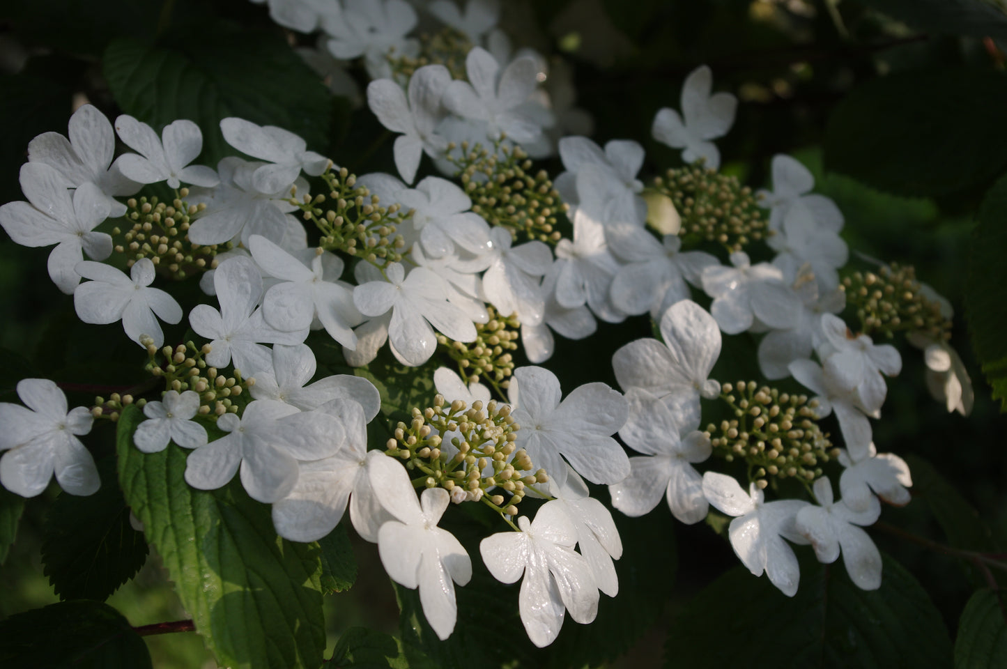 Erleben Sie zarte Blumendüfte im sommerlichen Garten während der ABENDLICHTFÜHRUNG am Mi. 24.06.2026, 17.00-18.00 Uhr, der Königlichen Gartenakademie - weiße Viburnumblüten und üppiges Grün leuchten im natürlichen Sonnenlicht.