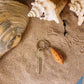Ein einzelner Messingschlüssel mit dem handgefertigten Holz-Schlüsselanhänger "Kegelschnecke" von Wildlife Garden liegt auf Sand und Muscheln - ein maritimes Souvenir, perfekt für Küstenfreunde.