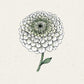 Eine handgezeichnete Illustration von Jora Dahl | Zinnia elegans 'Benary's Giant White' (Zinnie), mit mehrschichtigen Blütenblättern und zwei Blättern, vor einem hellen, strukturierten Hintergrund. Diese Zinnie wird als Schnittblume und wegen ihrer Trockenheitstoleranz geschätzt.