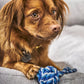Ein kleiner brauner Hund mit langem Fell sitzt auf einer grauen Couch, stützt seine Pfote auf einen LABONI Hundespielzeug mini Schleuderball von LABONI und schaut aufmerksam - ein perfekter Moment für die Zahnpflege für Hunde.