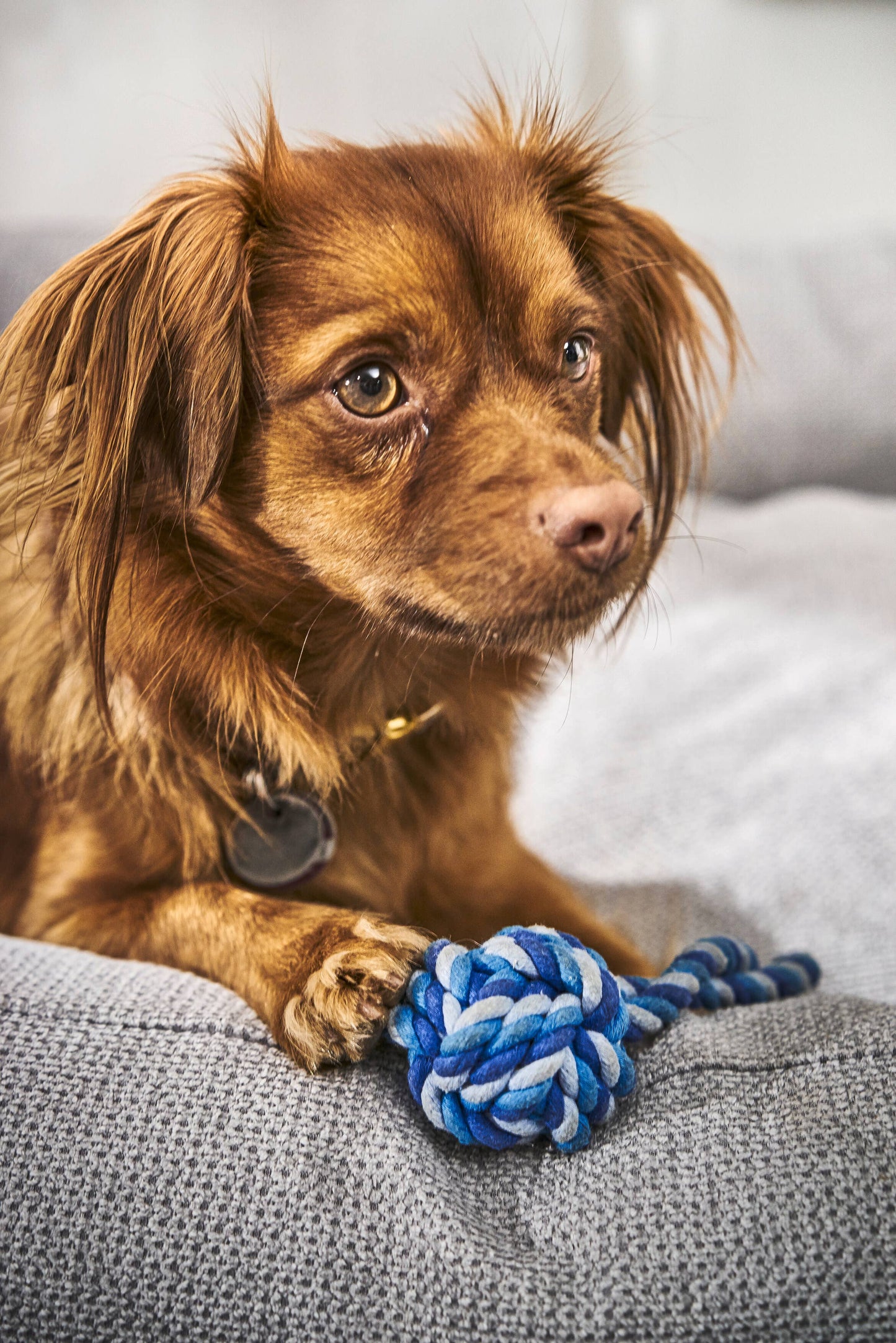 Ein kleiner brauner Hund mit langem Fell sitzt auf einer grauen Couch, stützt seine Pfote auf einen LABONI Hundespielzeug mini Schleuderball von LABONI und schaut aufmerksam - ein perfekter Moment für die Zahnpflege für Hunde.