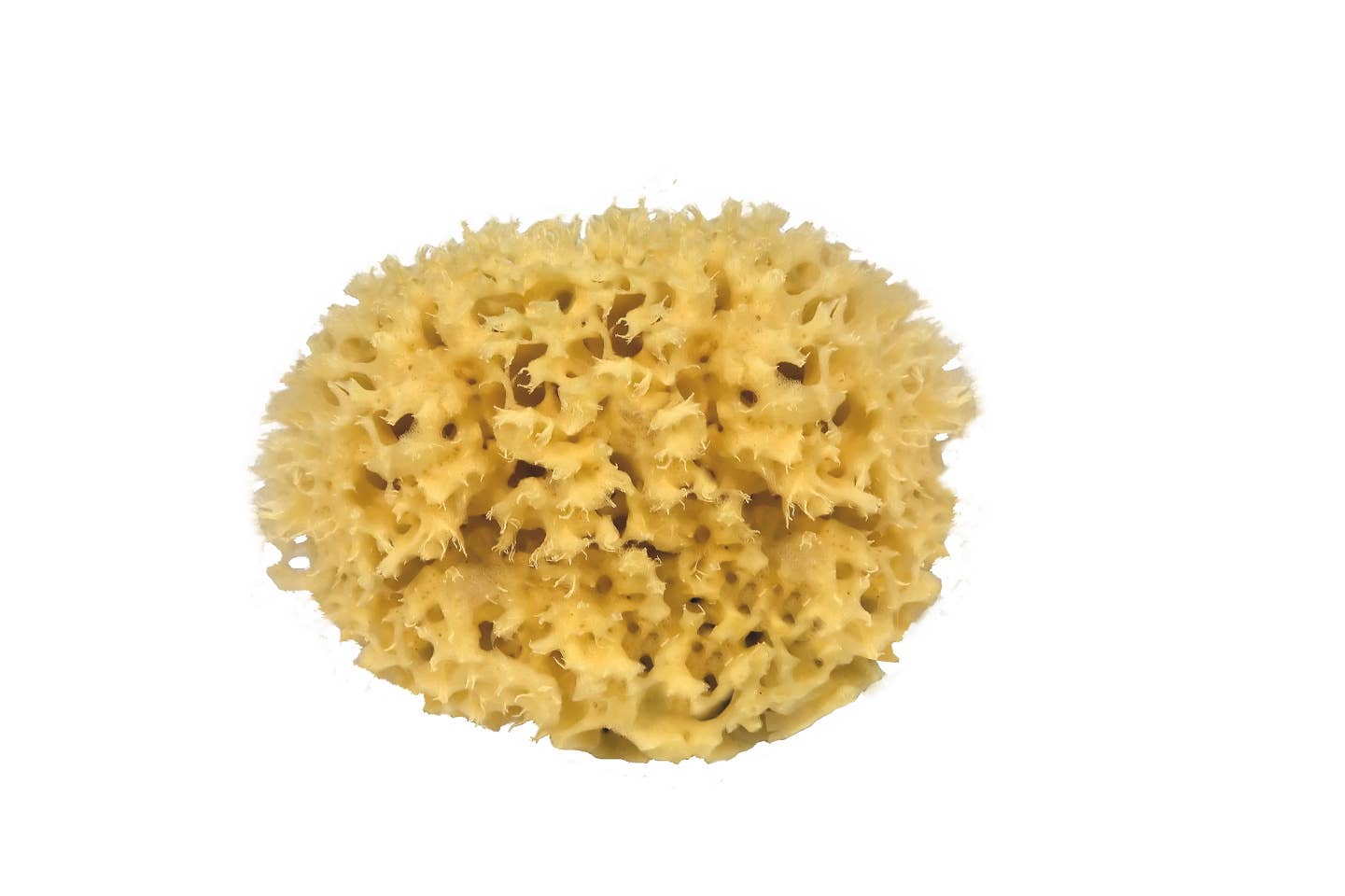 Der Croll & Denecke | Nachhaltiger Naturschwamm aus dem Meer S besticht durch seine natürliche, gelbe und poröse Struktur - ideal für nachhaltige Pflege und ein luxuriöses Duscherlebnis.
