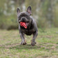 Eine graue Französische Bulldogge rennt mit einem LABONI Hundespielzeug mini Schleuderball im Maul auf einer Wiese - ideal für die Zahnpflege. Der Hintergrund ist unscharf und grün.