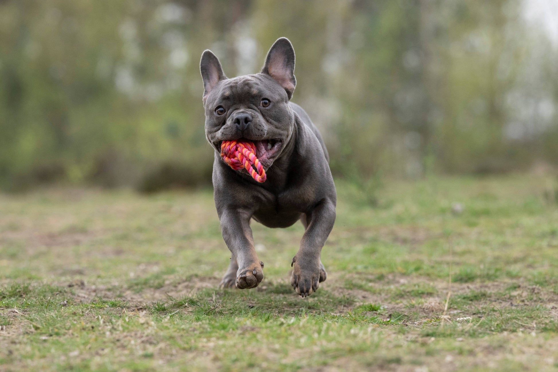 Eine graue Französische Bulldogge rennt mit einem LABONI Hundespielzeug mini Schleuderball im Maul auf einer Wiese - ideal für die Zahnpflege. Der Hintergrund ist unscharf und grün.