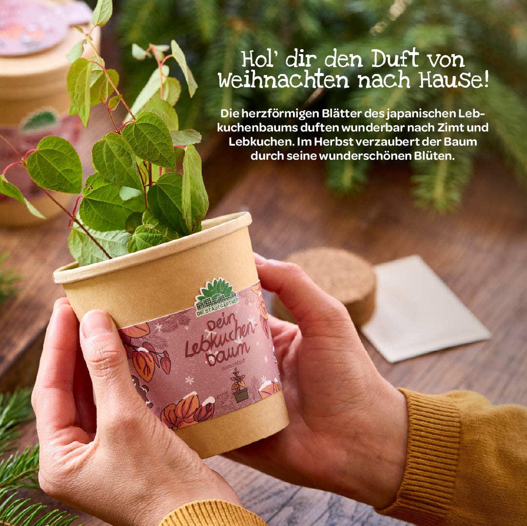 Hände, die das Anzuchtset „Lebkuchenbaum aus dem Becher“ von TDJ Stadtgärtner GmbH halten – ein japanischer Katsurabaum im Topf, dessen Blätter nach Zimt und Lebkuchen duften. In der deutschen Beschreibung wird es als perfekte Geschenkidee für Pflanzenfreunde hervorgehoben, die ihren eigenen Katsurabaum selbst ziehen möchten.