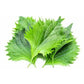 Mehrere frische grüne Shiso-Blätter mit gezackten Rändern - ein Grundnahrungsmittel in der japanischen Küche - sind abgebildet. Genießen Sie sowohl rote als auch grüne Sorten mit Piccolo Seeds | Shiso Rot und Grün Mix von Piccolo Seeds.
