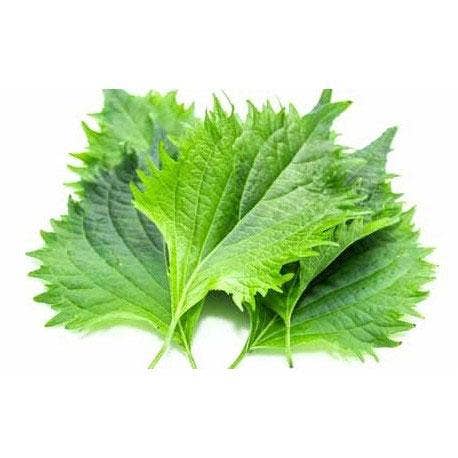 Mehrere frische grüne Shiso-Blätter mit gezackten Rändern - ein Grundnahrungsmittel in der japanischen Küche - sind abgebildet. Genießen Sie sowohl rote als auch grüne Sorten mit Piccolo Seeds | Shiso Rot und Grün Mix von Piccolo Seeds.