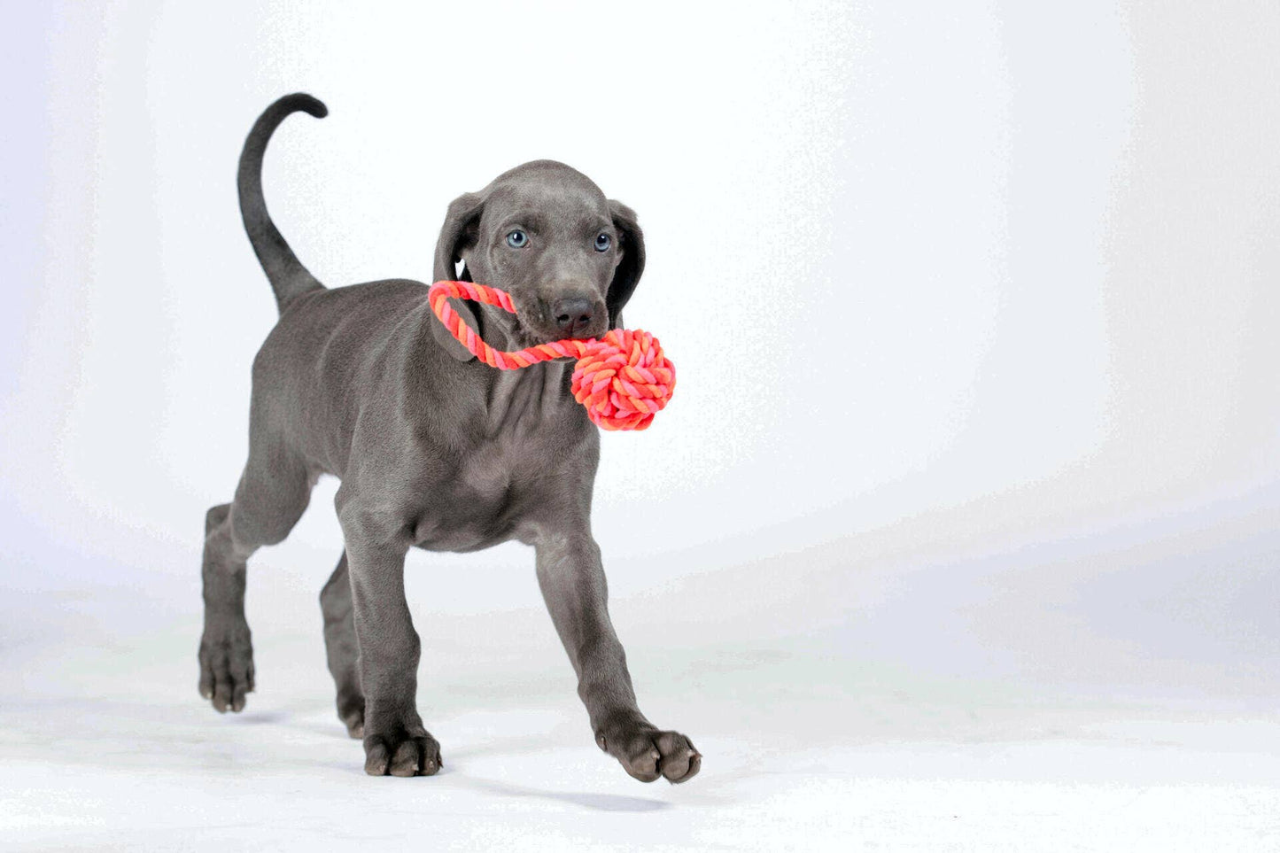 Ein grauer Welpe läuft auf die Kamera zu und trägt einen LABONI | Hundespielzeug mini Schleuderball im Maul, perfekt für die Zahnpflege für Hunde, vor einem schlichten weißen Hintergrund.