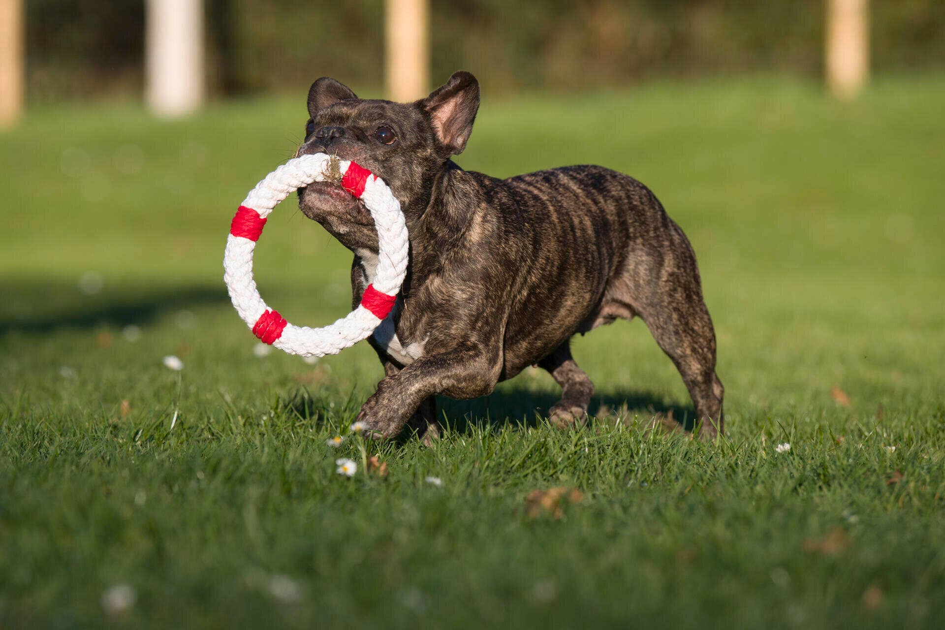 Eine gestromte Französische Bulldogge rennt mit dem LABONI Hundespielzeug Rita Rettungsring im Maul über die Wiese und genießt einen sonnigen Tag im Freien, während sie die Zahnreinigung unterstützt.