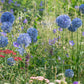 Eine farbenfrohe Wiese mit Weijers Allium caeruleum (Flieder-Lauch), dessen hohe, runde blaue Blüten – Blaulauch – in strahlendem Sonnenlicht zwischen rosa und violetten Wildblumen und grünen Gräsern verstreut sind.