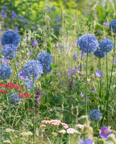 Eine farbenfrohe Wiese mit Weijers Allium caeruleum (Flieder-Lauch), dessen hohe, runde blaue Blüten – Blaulauch – in strahlendem Sonnenlicht zwischen rosa und violetten Wildblumen und grünen Gräsern verstreut sind.