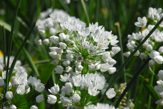 Nahaufnahme von Allium neapolitanum („Neapolitanischer Lauch“) von Weijers: bis zu 40 cm hohe Blütenstände, kleine weiße Blüten an dünnen grünen Stielen. Dicht stehende Blätter bilden während der Blütezeit (April–Mai) in einer natürlichen Umgebung den Hintergrund.
