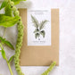 Ein Päckchen mit Samen von Jora Dahl | Amaranthus caudatus 'Green Cascade' (Fuchsschwanz) von Jora Dahl liegt auf einer strukturierten Oberfläche mit einer botanischen Illustration und einer frischen grünen Amaranthblüte.