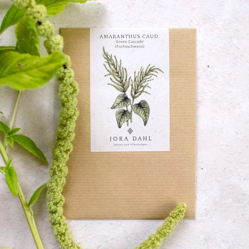 Ein Päckchen mit Samen von Jora Dahl | Amaranthus caudatus 'Green Cascade' (Fuchsschwanz) von Jora Dahl liegt auf einer strukturierten Oberfläche mit einer botanischen Illustration und einer frischen grünen Amaranthblüte.