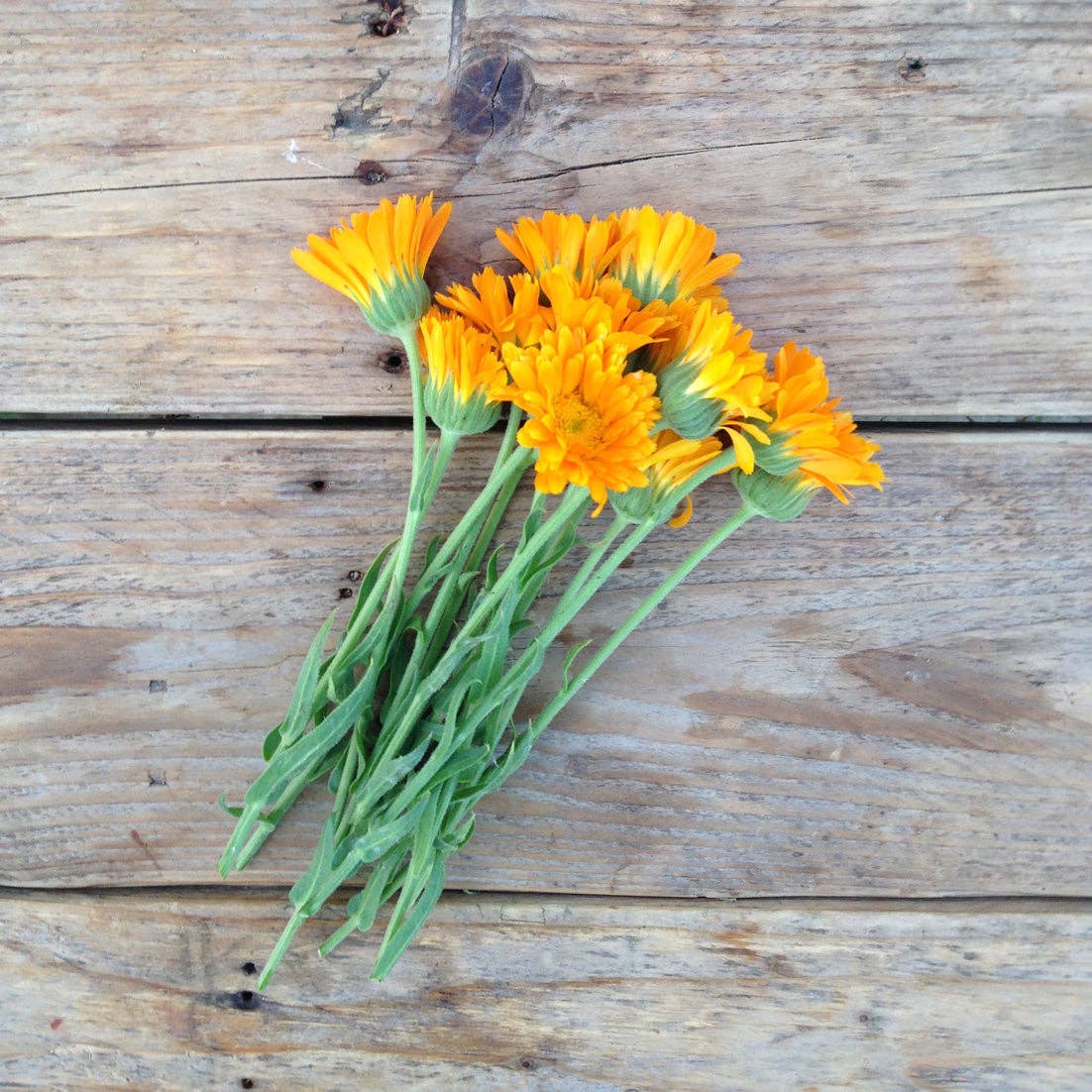 Ein kleiner Strauß Piccolo Seeds | Ringelblume Erfurter Orangefarbene Ringelblumen mit grünen Stielen liegt auf einer rustikalen Holzunterlage und zeigt ihre leuchtend orange Farbe und ihre angeblichen medizinischen Eigenschaften.