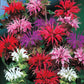 Ein Büschel 'Monarda Panorama-Mix' scharlachroter Bienenbalsam (Piccolo Seeds) blüht mit leuchtend roten, rosa, violetten und weißen, stacheligen Blütenblättern vor üppig grünem Laub.