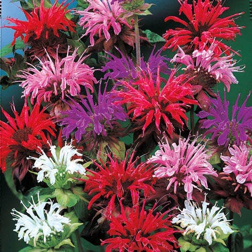 Ein Büschel 'Monarda Panorama-Mix' scharlachroter Bienenbalsam (Piccolo Seeds) blüht mit leuchtend roten, rosa, violetten und weißen, stacheligen Blütenblättern vor üppig grünem Laub.