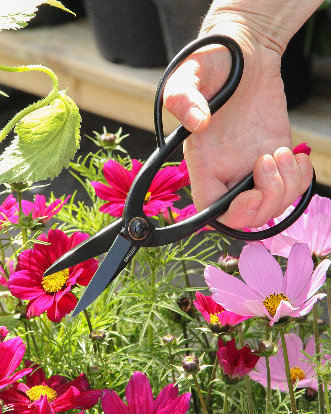 Eine Hand benutzt die Barebones | Artisan Gartenschere aus Edelstahl, um rosa und magentafarbene Kosmen im Garten zu schneiden. Das Sonnenlicht beleuchtet die leuchtenden Blütenblätter und grünen Blätter, während das Barebones-Werkzeug jeden zarten Stiel sanft abschneidet.