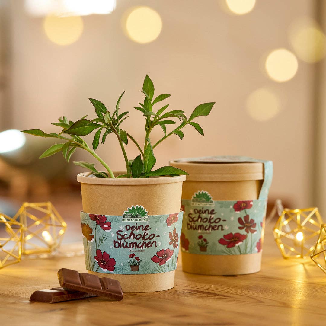 Zwei kleine Topfpflanzen in biologisch abbaubaren Bechern, jeweils mit einem farbenfrohen Blumenetikett mit der Aufschrift „Deine Schokoblümchen“ – stehen auf einem Holztisch neben Schokoladenstückchen und einer dekorativen Lichterkette – das ideale Anzuchtset | Schokoblumen aus dem Becher von TDJ Stadtgärtner GmbH und eine wunderbare Geschenkidee für Pflanzenliebhaber, die ihre eigenen Schokoladenblumen züchten möchten.