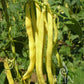Mehrere lange, gelbe Stangenbohnen 'Neckargold' von Reinsaat hängen an einer grünen Gartenpflanze inmitten üppiger Blätter. Das Reinsaat-Logo ist in der unteren rechten Ecke des Bildes zu sehen.