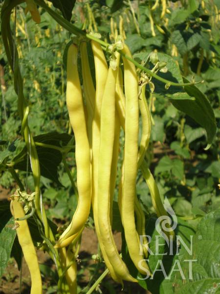 Mehrere lange, gelbe Stangenbohnen 'Neckargold' von Reinsaat hängen an einer grünen Gartenpflanze inmitten üppiger Blätter. Das Reinsaat-Logo ist in der unteren rechten Ecke des Bildes zu sehen.