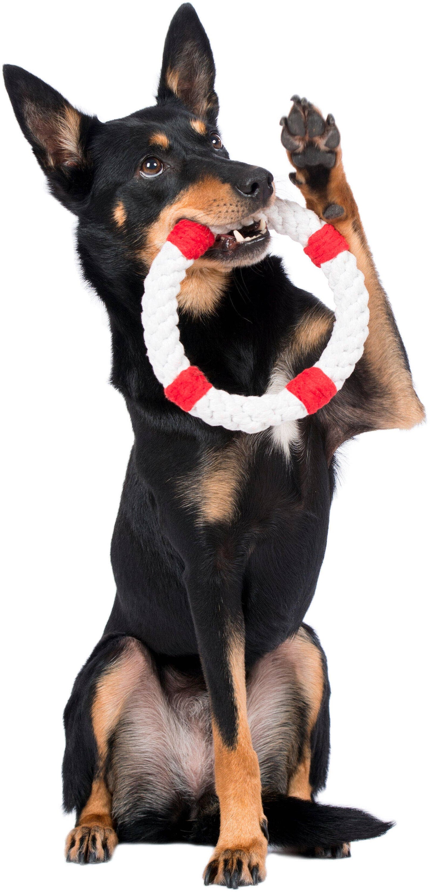 Ein schwarz-hellbrauner Hund sitzt mit erhobener Pfote und hält einen weiß-roten LABONI | Hundespielzeug Rita Rettungsring von LABONI vor weißem Hintergrund im Maul - ideal zur Zahnreinigung.