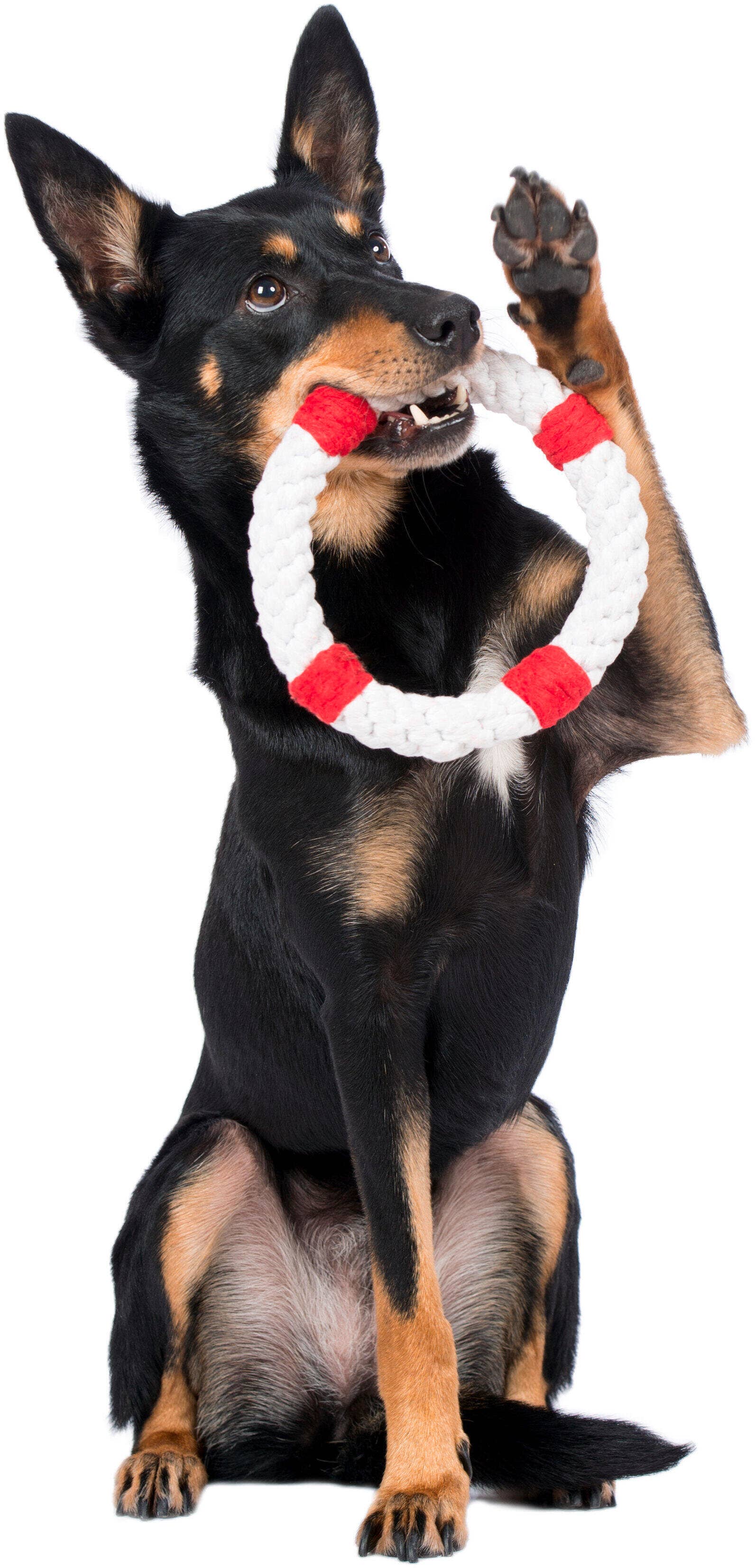 Ein schwarz-hellbrauner Hund sitzt mit erhobener Pfote und hält einen weiß-roten LABONI | Hundespielzeug Rita Rettungsring von LABONI vor weißem Hintergrund im Maul - ideal zur Zahnreinigung.