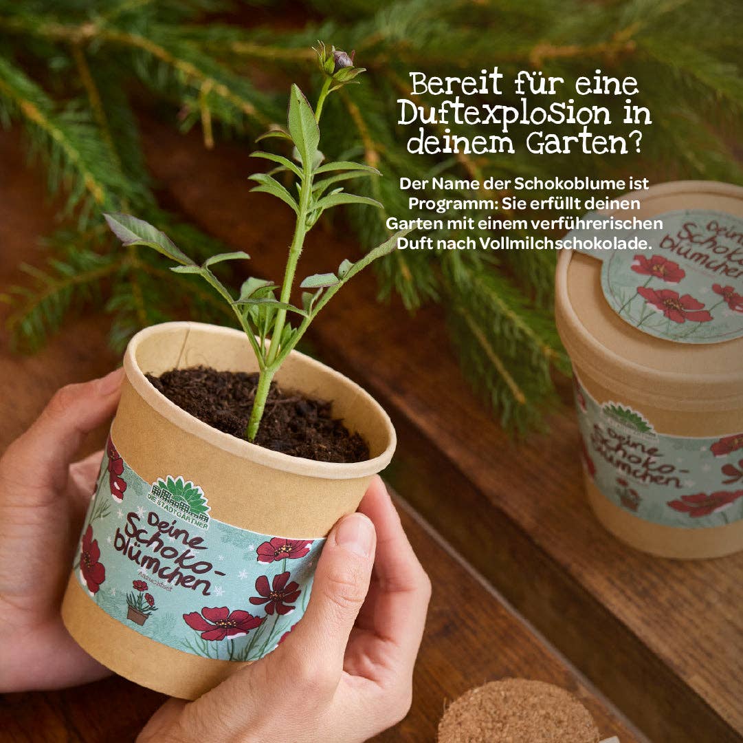 In den Händen wird eine kleine Pflanze in einem biologisch abbaubaren Becher mit der Aufschrift „deine Schokoblume“ von TDJ Stadtgärtner GmbH gehalten; darüber steht ein deutscher Text, der das Schokoladenaroma hervorhebt. Dieses Anzuchtset | „Schokoblumen aus dem Becher“ ist die perfekte Geschenkidee für Pflanzenfreunde und lädt dazu ein, die Schokoladenblume selbst zu züchten. Im Hintergrund stehen ein zweiter Becher und grüne Blätter auf einer Holzunterlage.