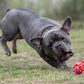 Eine muskulöse graue Französische Bulldogge stürzt sich im Gras spielerisch auf einen rot-gelben LABONI | Hundespielzeug mini Schleuderball, die Ohren gespitzt - energiegeladen, konzentriert und mit viel Spaß an der Zahnpflege für Hunde mit robustem LABONI Baumwoll-Hundespielzeug.
