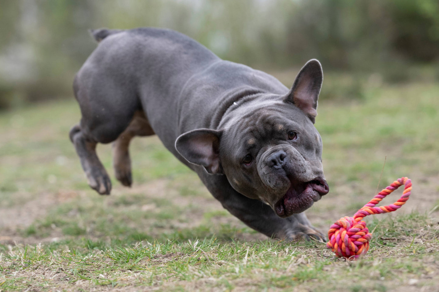 Eine muskulöse graue Französische Bulldogge stürzt sich im Gras spielerisch auf einen rot-gelben LABONI | Hundespielzeug mini Schleuderball, die Ohren gespitzt - energiegeladen, konzentriert und mit viel Spaß an der Zahnpflege für Hunde mit robustem LABONI Baumwoll-Hundespielzeug.