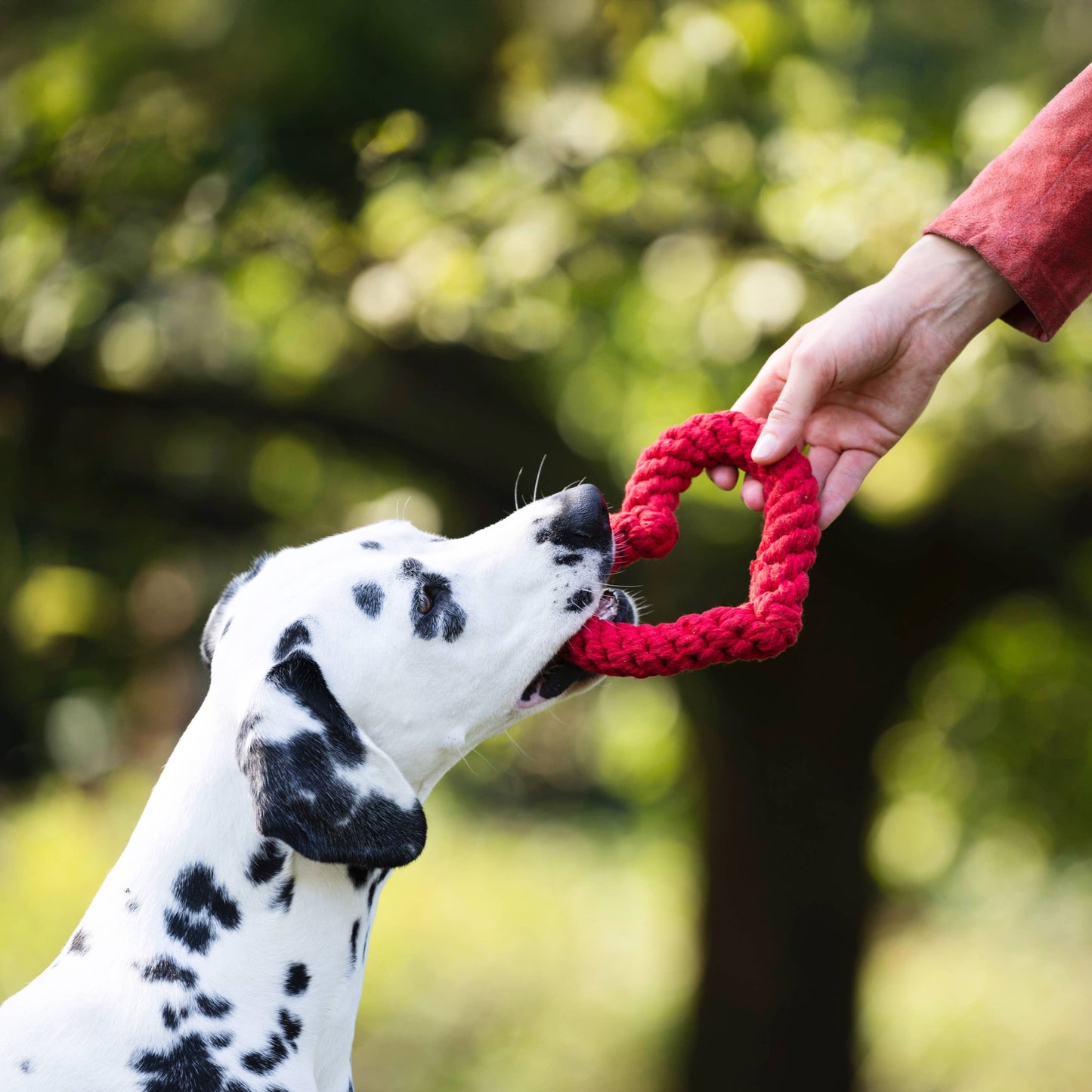 Ein Dalmatiner beißt in das LABONI Hundespielzeug Hertha Heart, ein rotes, herzförmiges Baumwollspielzeug, das von einem Menschen im Freien gehalten wird, mit verschwommenen grünen Bäumen im Hintergrund - ideal für die spielerische Zahnpflege.