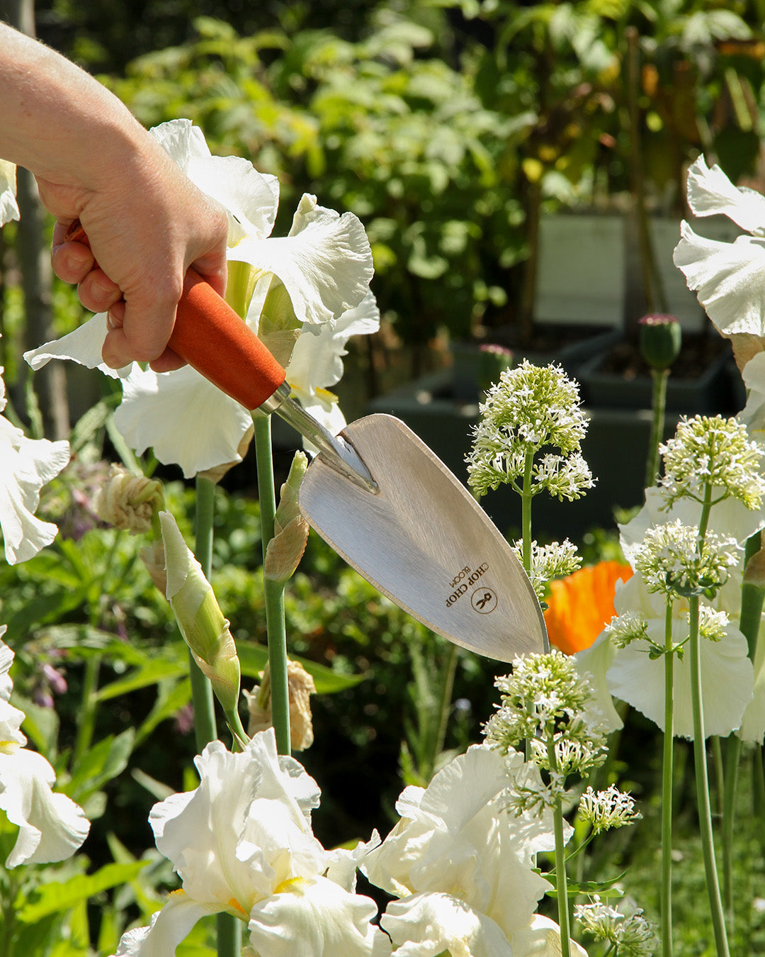 Eine Hand greift nach der Chop Chop | Hochwertige orangefarbene Schaufel 'Tiger Lilly' von Chop Chop Bloom, umgeben von blühenden weißen Schwertlilien und Alliumblüten in einem sonnenbeschienenen Garten.