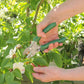 Mit dem Chop Chop Bloom Chop Chop | Exklusive grüne Gartenschere 'Dragon Tree' beschneidet eine Person einen Zweig mit weißen Blüten und grünen Blättern im Garten und sorgt so für präzise Schneidleistung.