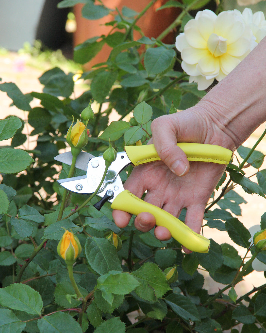 Eine Hand benutzt die Chop Chop Bloom Gartenschere 'Busy Lizzy' mit gelben Griffen, um einen Stiel von einem Rosenstrauch mit grünen Blättern und gelben Knospen zu schneiden. Im Hintergrund zeigt eine blühende gelbe Rose die präzise Schneidleistung.