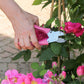 Mit dem Chop Chop Bloom Chop Chop | Hochwertige pinke Gartenschere 'Pink Tulip' beschneidet jemand einen Rosenstamm mit leuchtend pinkfarbenen Blüten und unterstützt damit die Initiative Brustkrebs in einem schönen Garten.