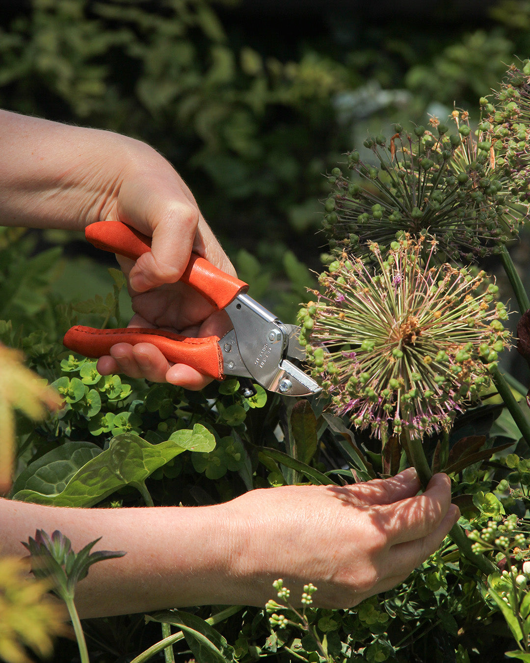 Mit der Chop Chop | Hochwertige orange Gartenschere 'Tiger Lilly' von Chop Chop Bloom schneidet eine Person einen Stiel im Garten und hält dabei einen Strauß runder Blüten.
