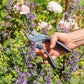 Eine Hand schneidet mit dem Chop Chop Bloom 'Chop Chop | Exklusive blaue Gartenschere Poppy Blue' lila Blüten in einem üppigen Garten mit grünem Laub, hellrosa Rosen und zarten blauen Mohnblüten im Hintergrund.