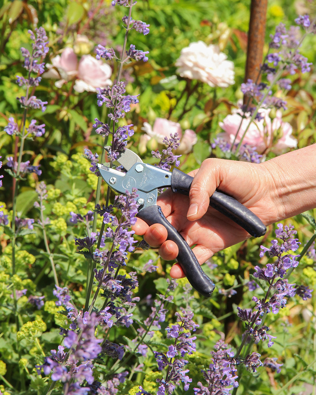 Eine Hand schneidet mit dem Chop Chop Bloom 'Chop Chop | Exklusive blaue Gartenschere Poppy Blue' lila Blüten in einem üppigen Garten mit grünem Laub, hellrosa Rosen und zarten blauen Mohnblüten im Hintergrund.