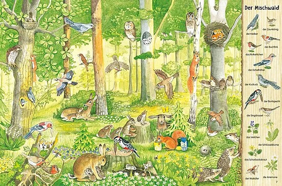 Lebendige Illustration im Wimmelbuch-Stil eines gemischten Waldes mit Vögeln, Eichhörnchen, Kaninchen, Rehen und Füchsen. Ideal für Kinder ab 3 Jahren. Aus "Mein großes Natur-Wimmelbuch" von Esslinger Verlag - Tierlegende am rechten Rand.