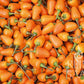 Ein großer Haufen kleiner, orangefarbener, birnenförmiger Reinsaat | Chili 'Capela orange' mit grünen Stielen liegt dicht beieinander. Ihre glatte, glänzende Schale variiert leicht in der Größe. Das Reinsaat-Logo erscheint in der rechten unteren Ecke.