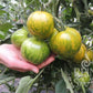 Eine Hand hält sanft eine Traube von Reinsaat | Tomate 'Green Zebra', die an einer Rebe mit üppigen grünen Blättern wächst. Das "ReinSaat"-Logo ist in der unteren rechten Ecke zu sehen.