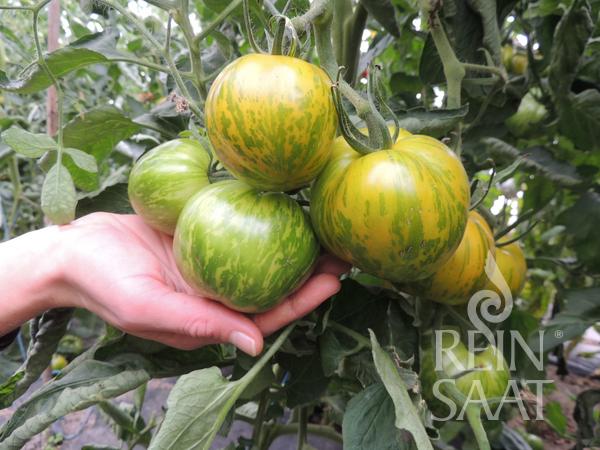 Eine Hand hält sanft eine Traube von Reinsaat | Tomate 'Green Zebra', die an einer Rebe mit üppigen grünen Blättern wächst. Das "ReinSaat"-Logo ist in der unteren rechten Ecke zu sehen.